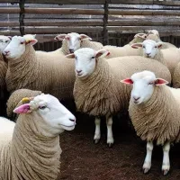 sheep 合集