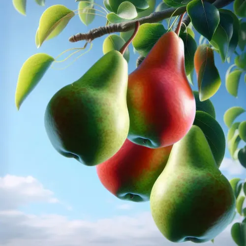 Magness Pear #40