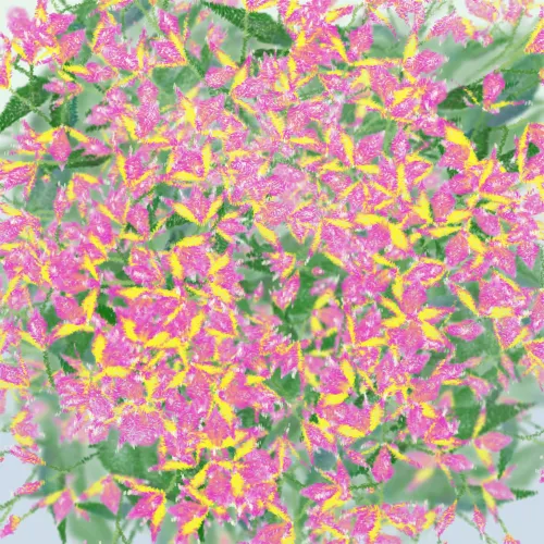 Cattleya #190