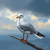Seagull Sky
