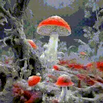 Mushroom World 721 - the fantastic  collectible fan edition